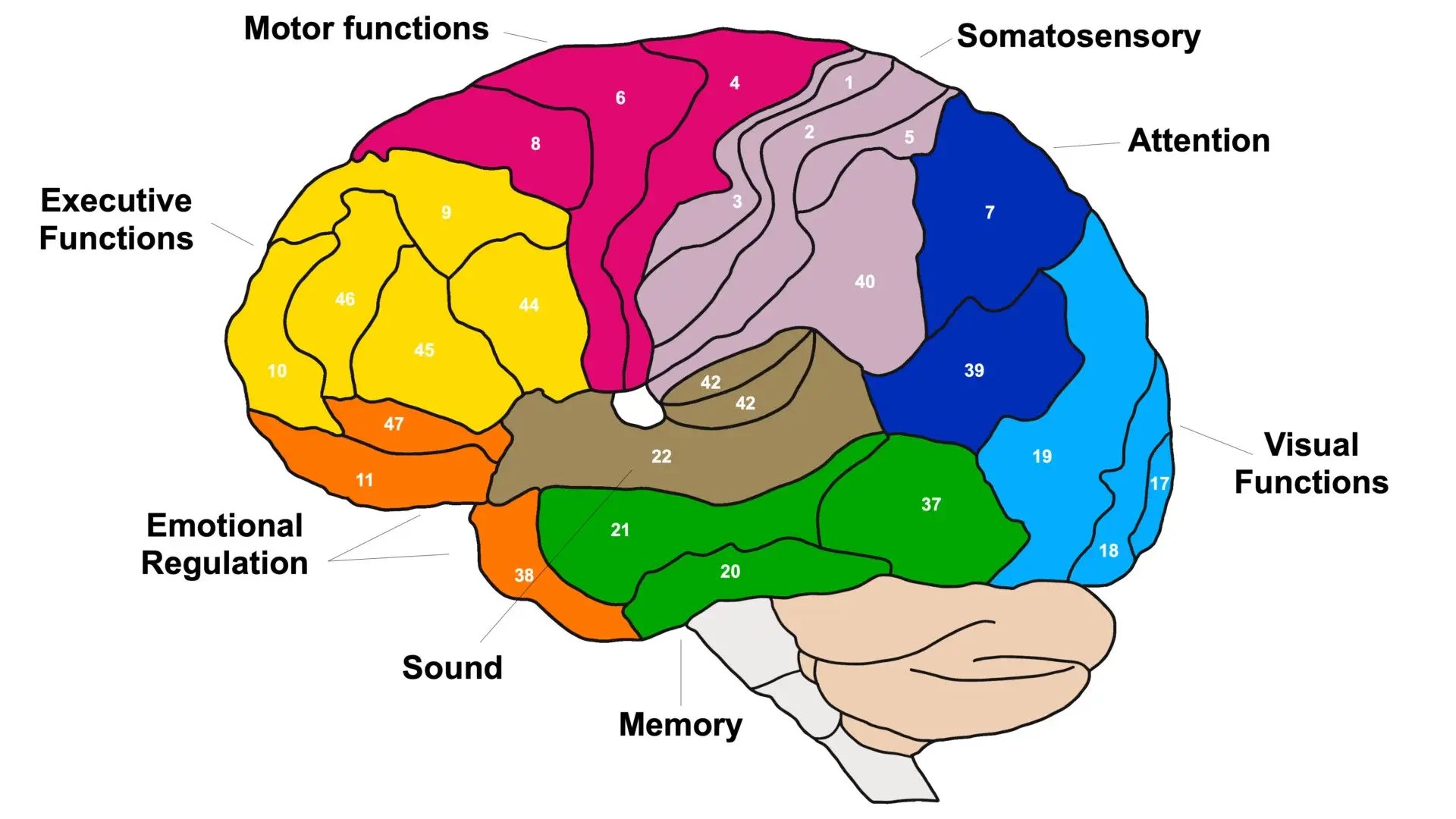 Hệ cảm giác thân thể - Somatosensory