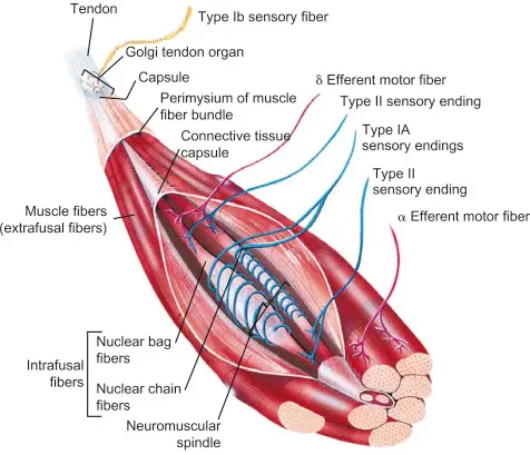 Kiểm tra cơ thủ công (Manual muscle testing) của ANK là gì?