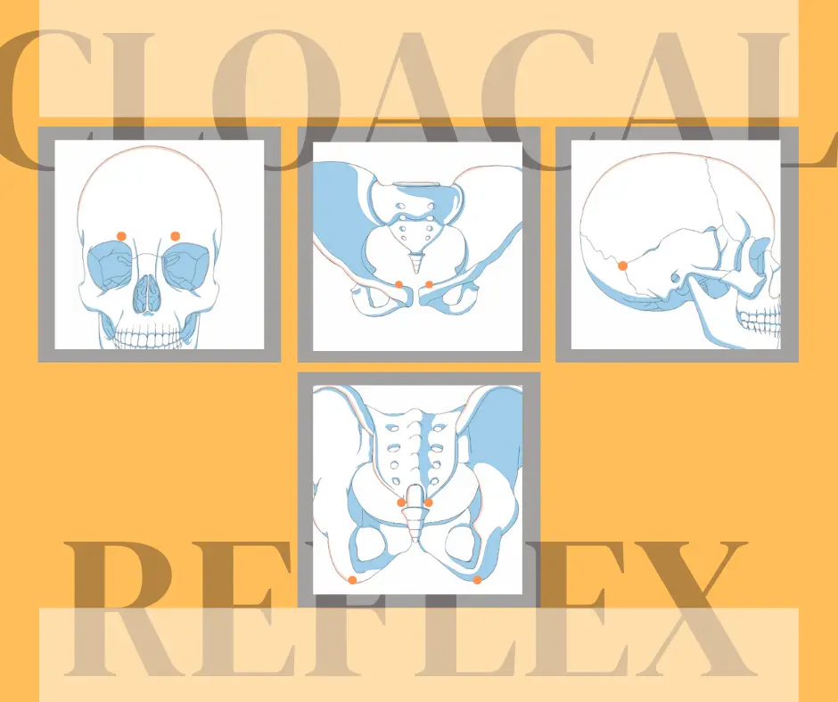 Tìm hiểu về phản xạ lỗ huyệt – Cloacal reflex