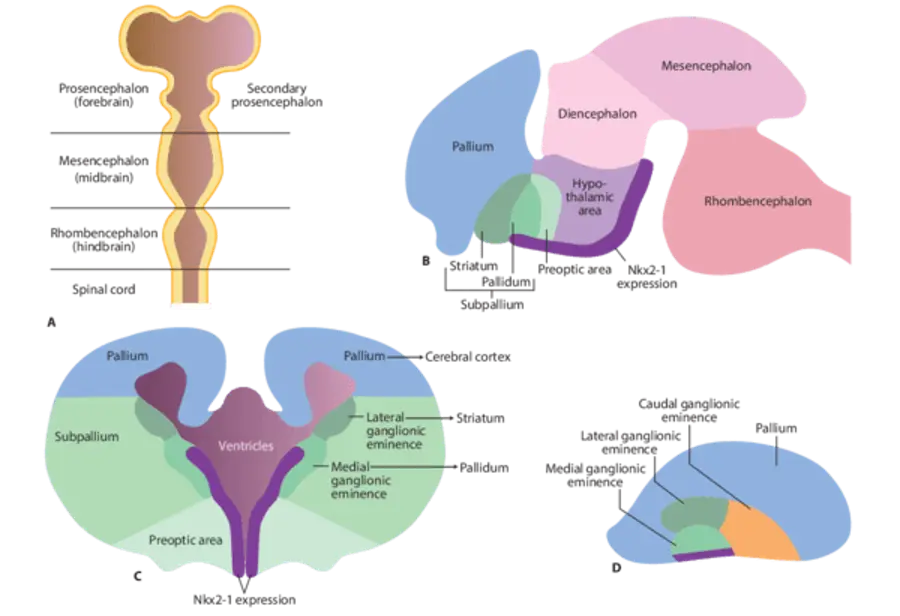 Tổng quan về hệ thần kinh